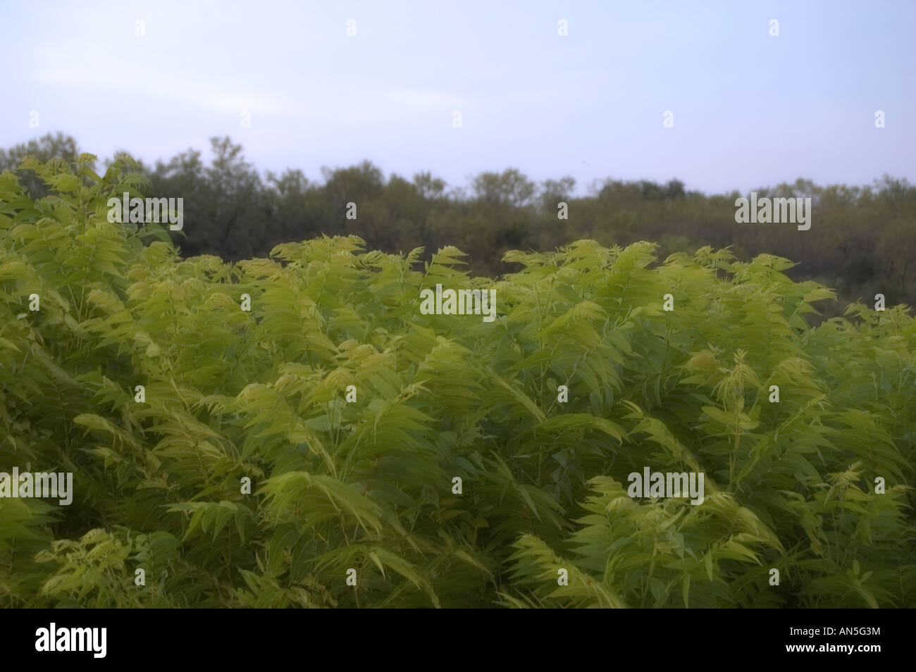 Lacy fern fogliame con sfondo scuro fogliame e cielo blu Foto Stock