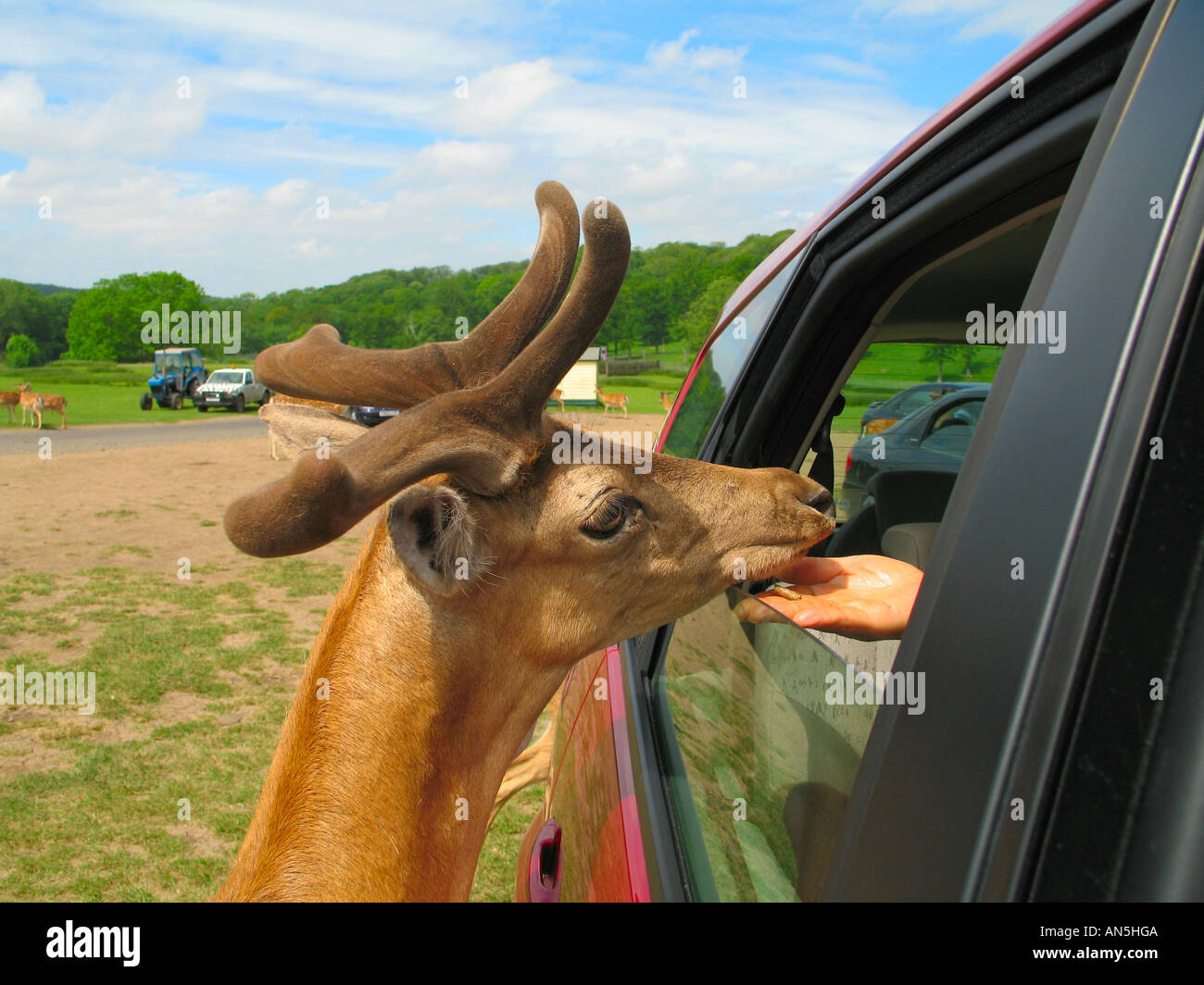 Una ragazza sta alimentando un cervo da un auto a Longleat safari park nel Wiltshire, Inghilterra REGNO UNITO Foto Stock