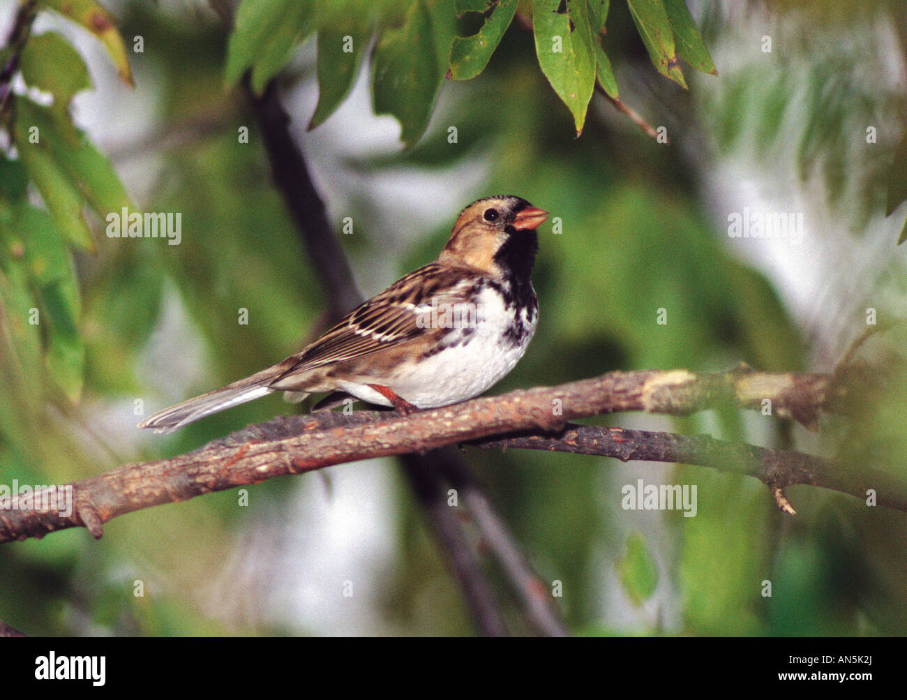 Harris Sparrow Zonotrichia querula Hagerman National Wildlife Refuge Sherman TEXAS Stati Uniti novembre Foto Stock