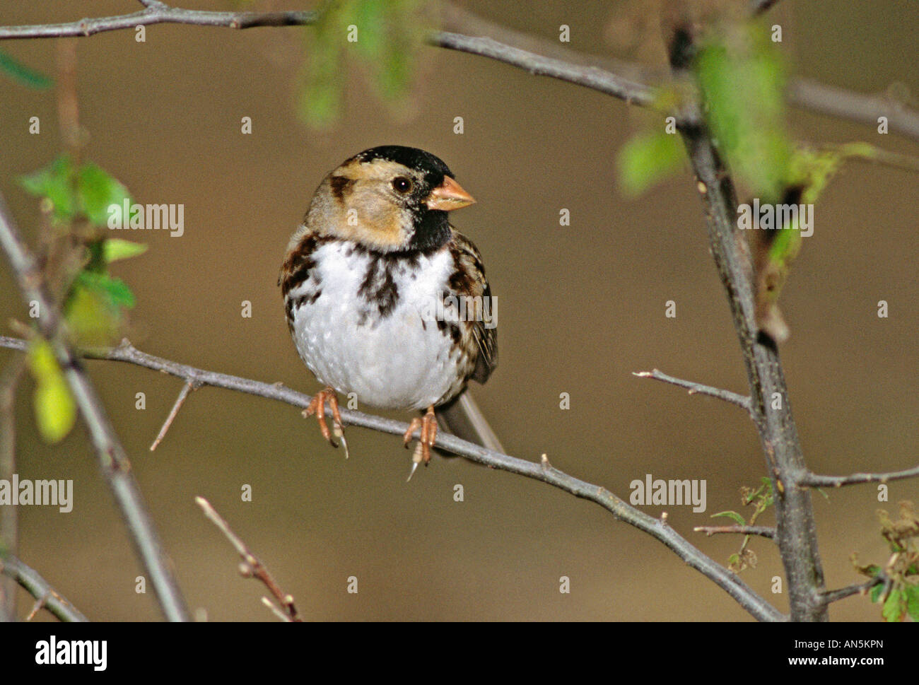 Harris" Sparrow Zonotrichia querula Hagerman National Wildlife Refuge Sherman TEXAS Stati Uniti novembre Foto Stock