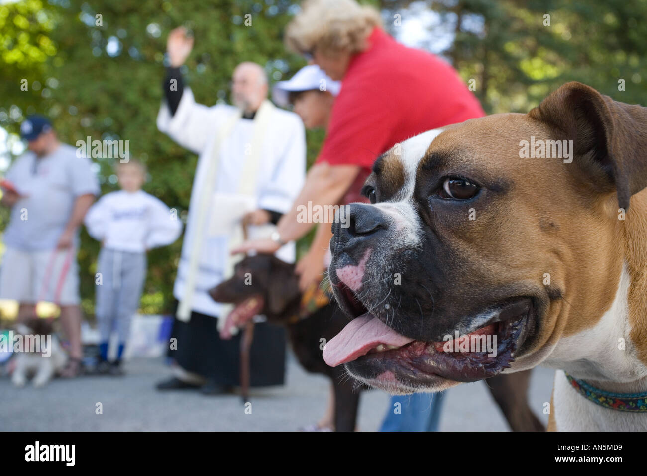 Cane Boxer lungo con altri animali domestici essendo benedetta dal sacerdote durante la benedizione annuale degli animali nel Connecticut Foto Stock