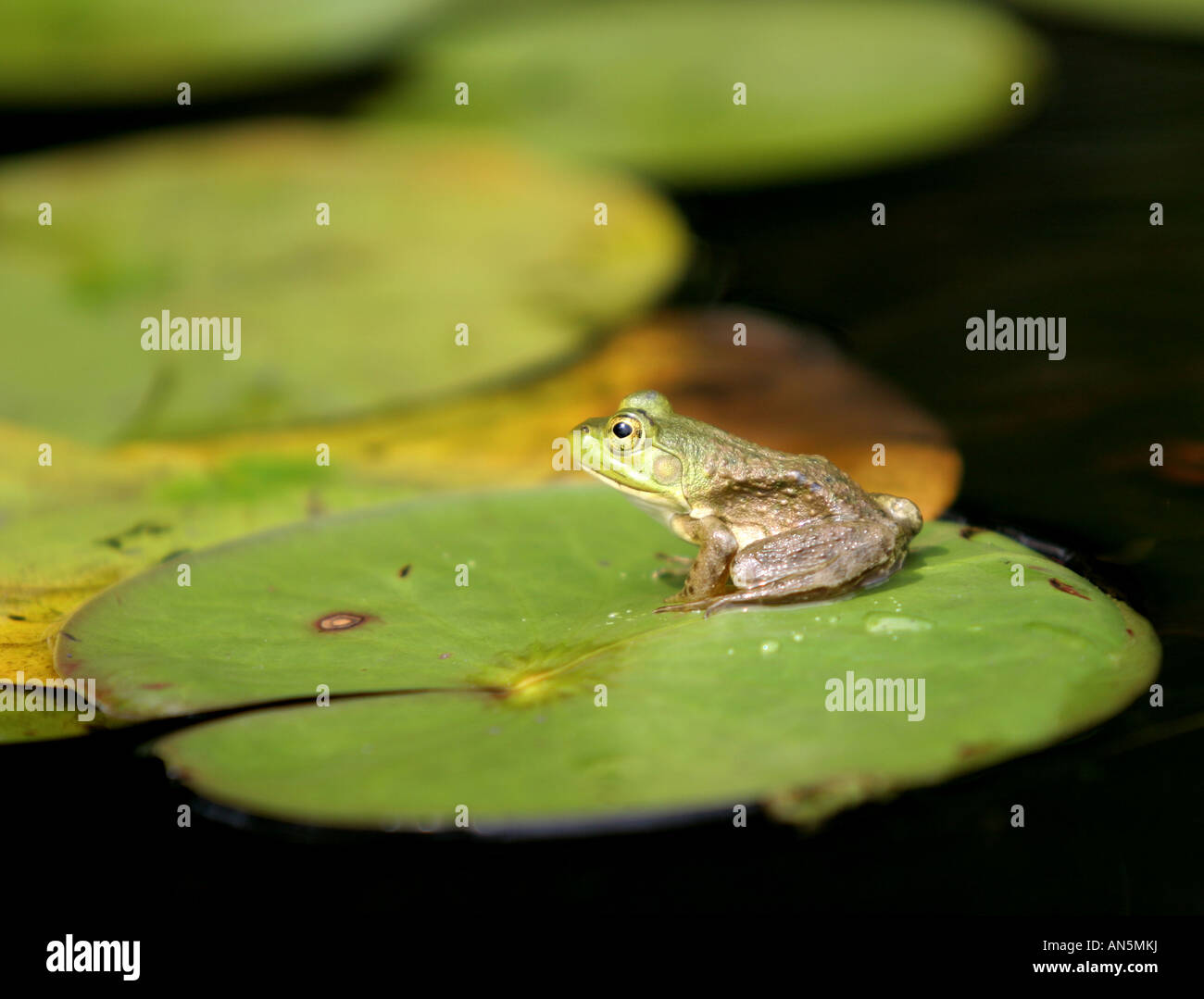 Un giovane bullfrog poggia su un giglio pad in Harold Parker parco dello stato Foto Stock