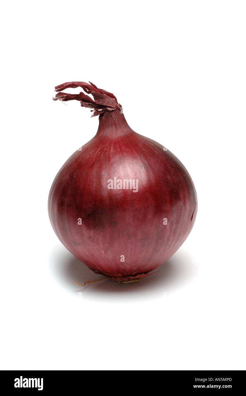 Cipolla rossa su sfondo bianco Foto Stock