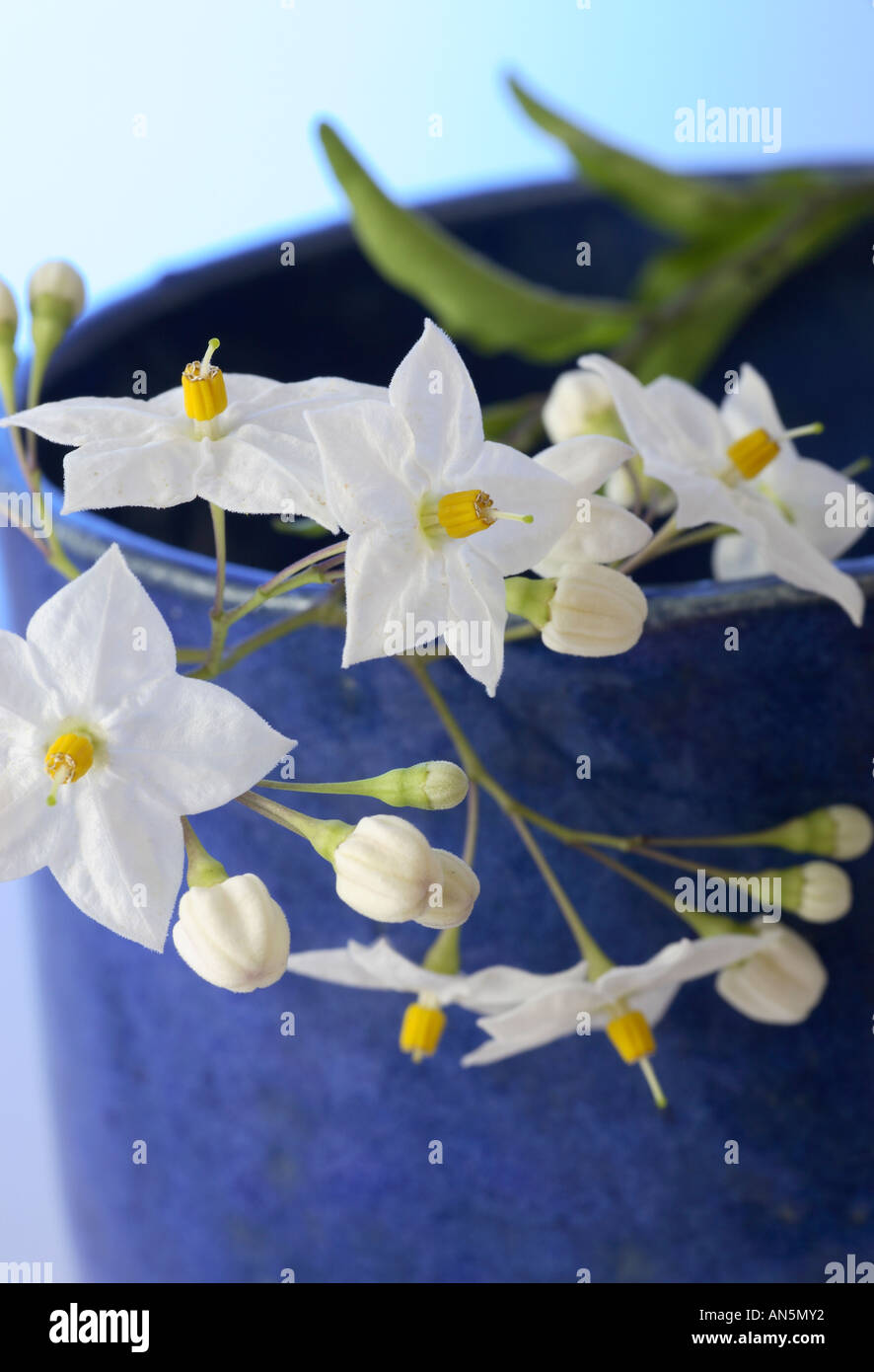 White Jasmine fiori in vaso blu. Foto Stock