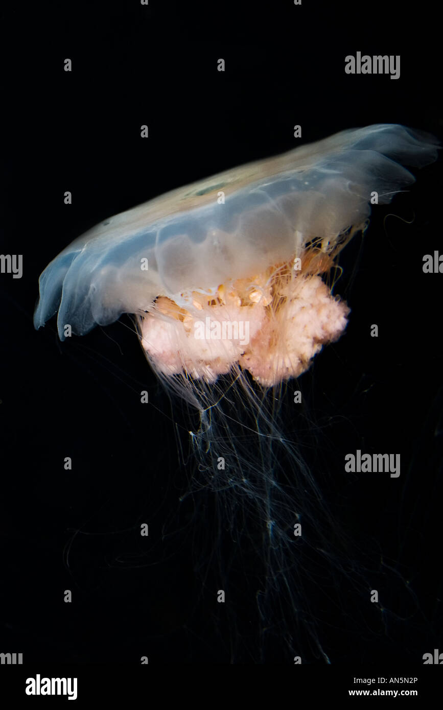 Una grande medusa su sfondo nero Foto Stock