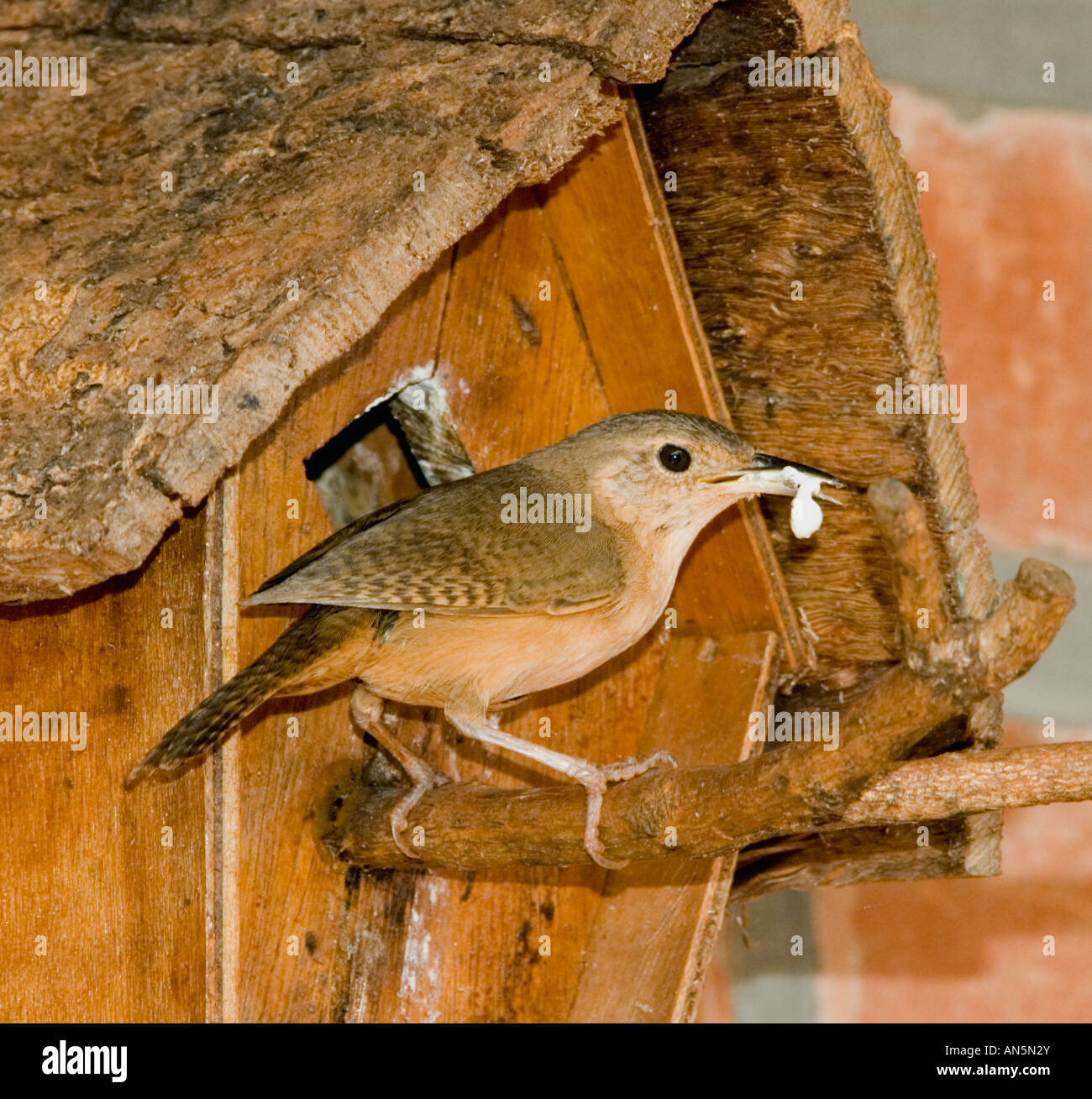 Casa Wren Troglodytes aedon Foto Stock