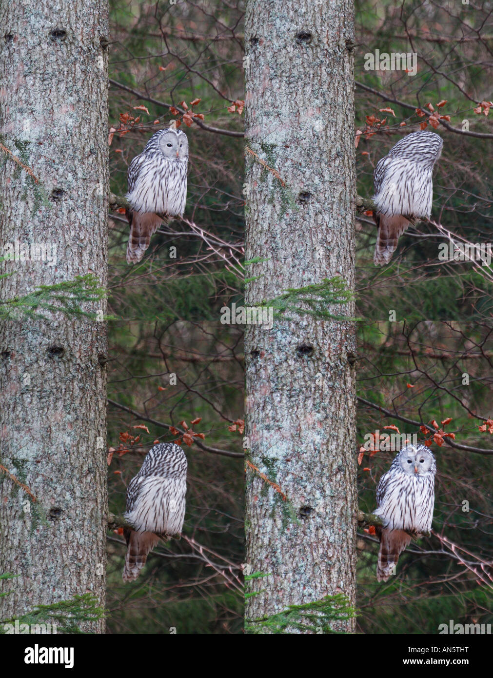 Composito di un allocco degli Urali caccia Foto Stock