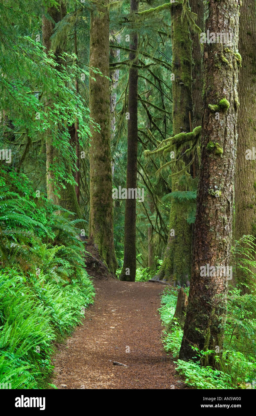 Punteruolo Creek Falls Trail attraverso Abete Douglas Hemlock forest Siuslaw National Forest Oregon Foto Stock