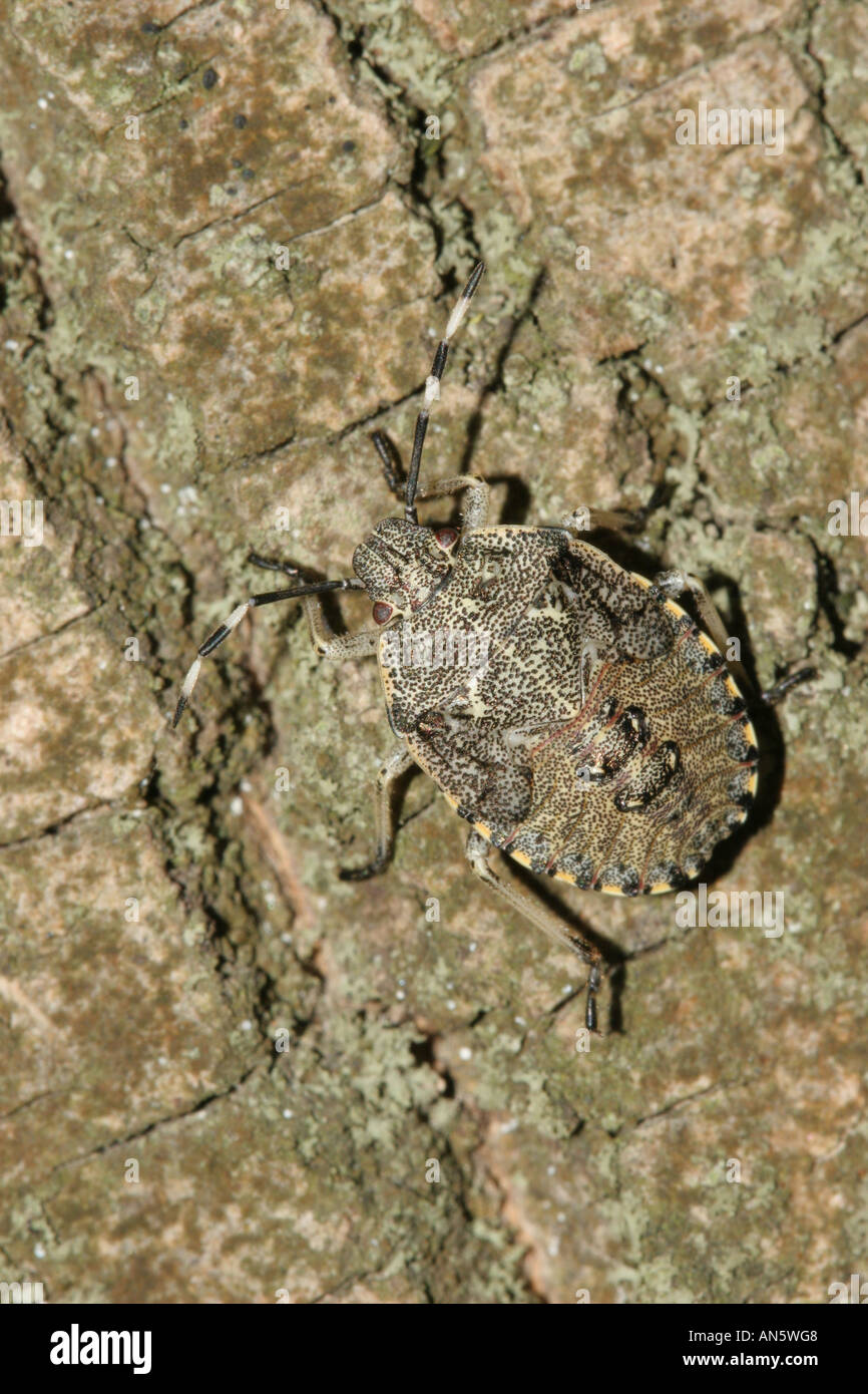 Bug di protezione Nymph mimetizzata contro la corteccia di albero Foto Stock
