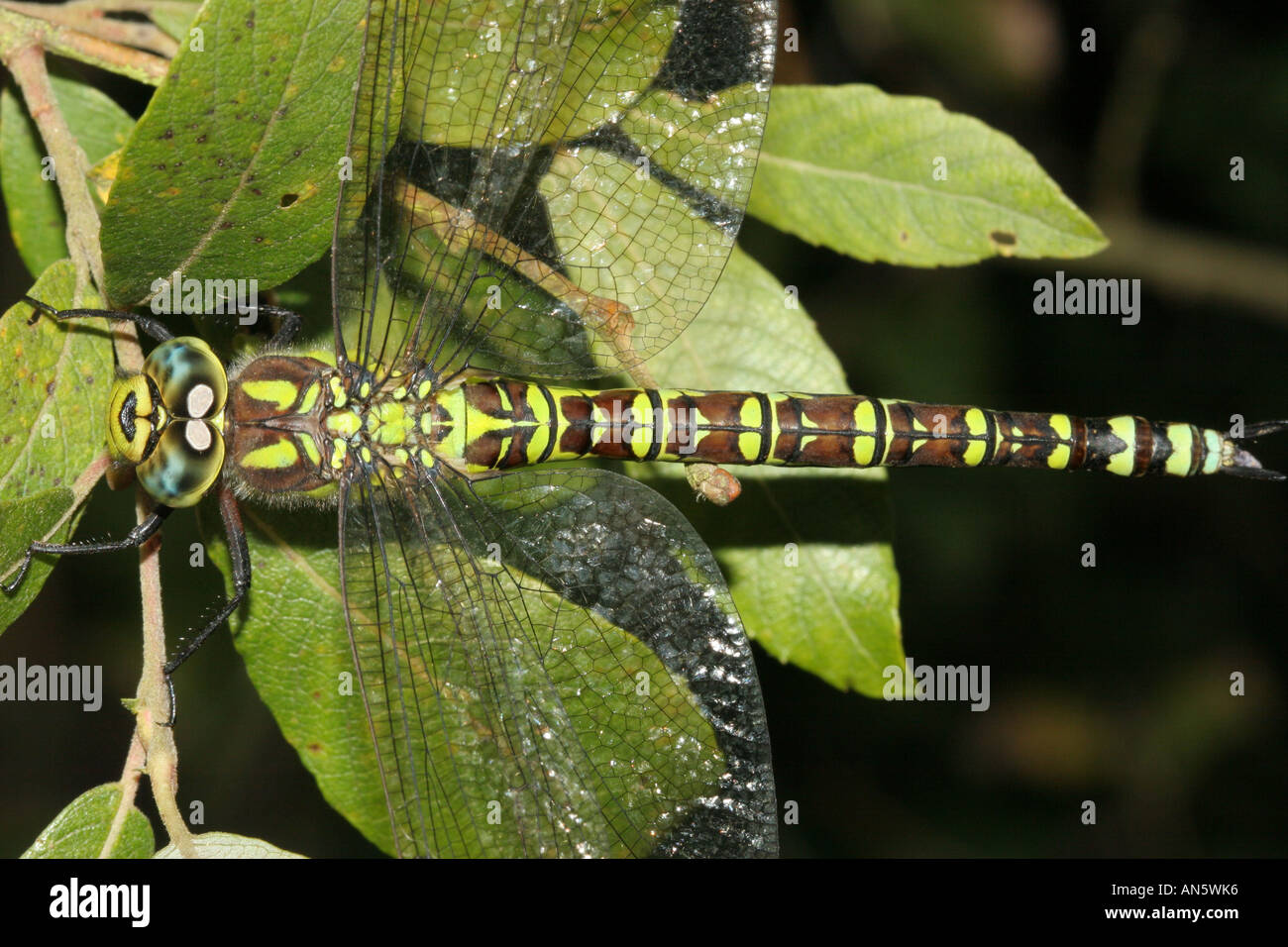 Southern Hawker Aeshna cyanea Contea di Durham Foto Stock