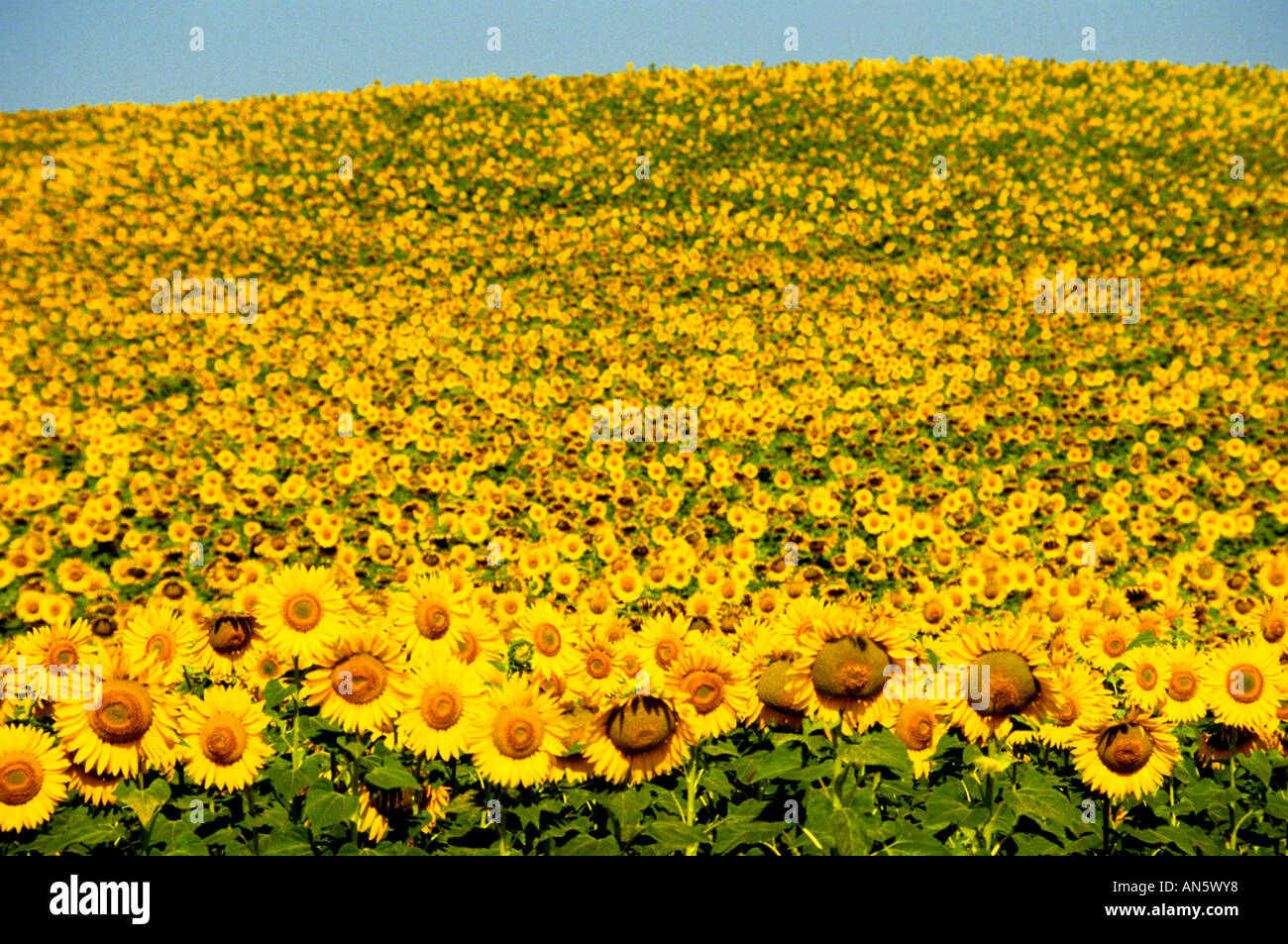 Dipinto Di Girasole Di Van Gogh I Girasoli Di Van Gogh Imbrattati