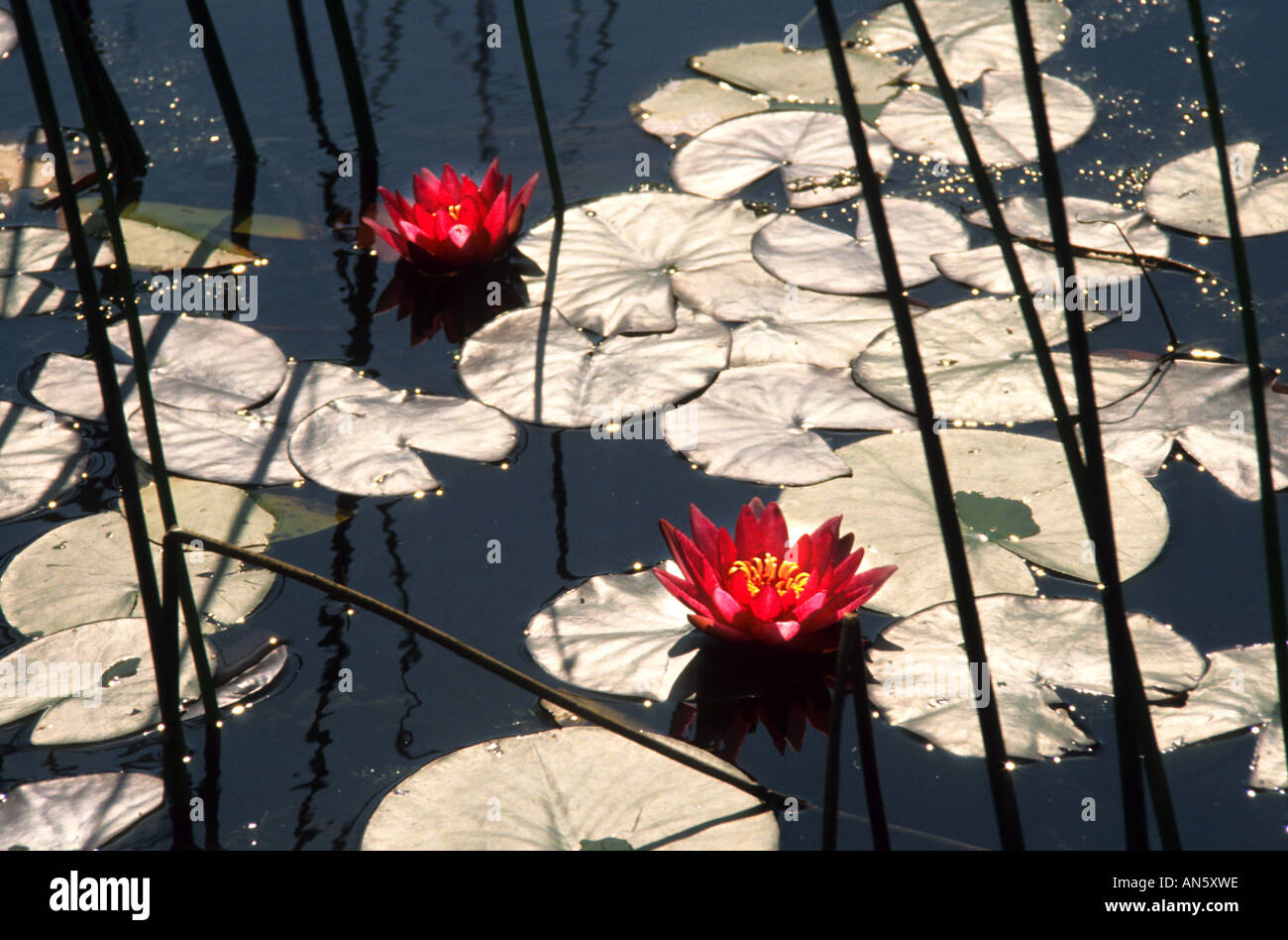 Campagna fiore fiori lago d acqua giglio Foto Stock