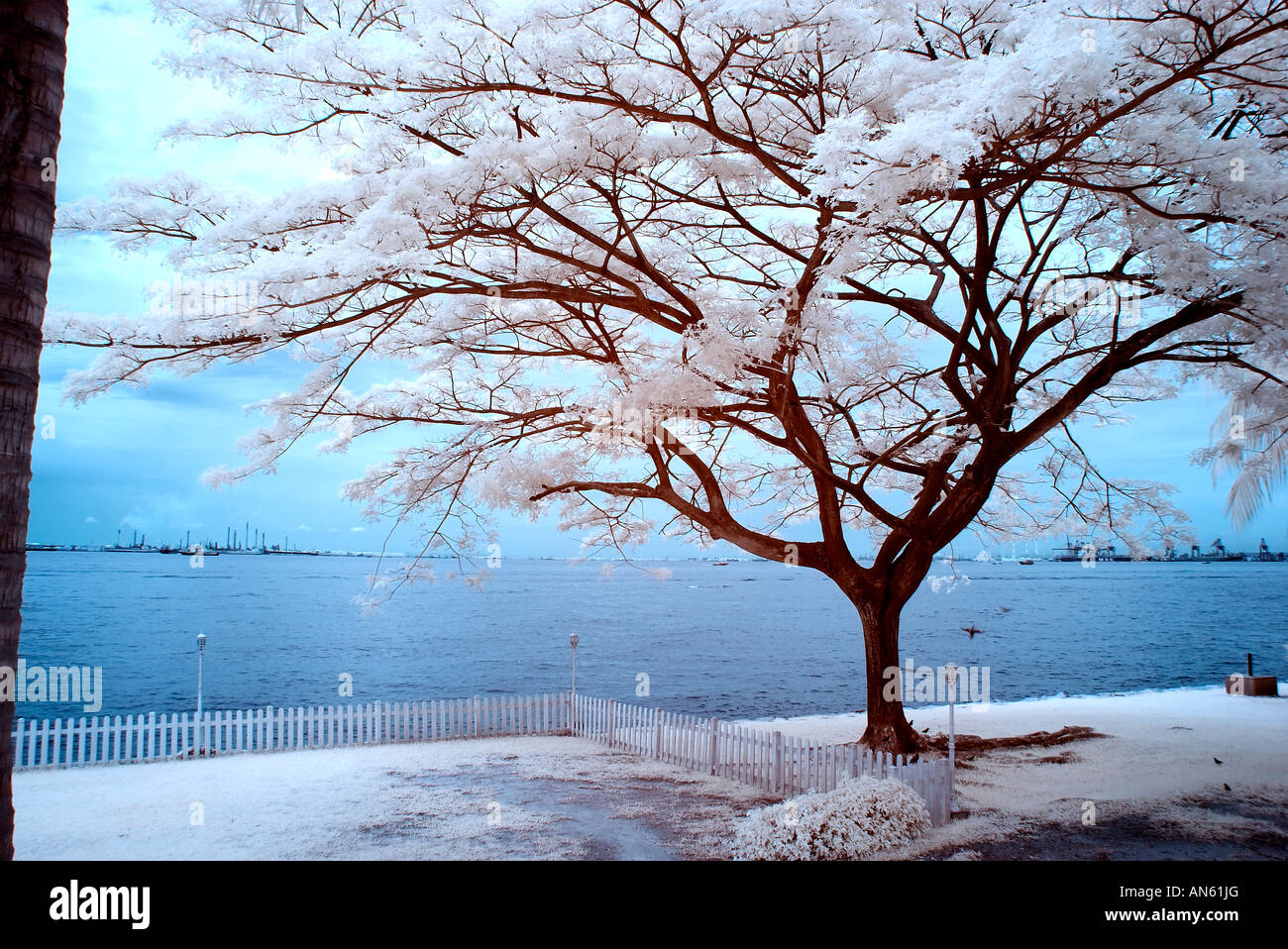 Digital Infrared Photography scene naturali Foto Stock