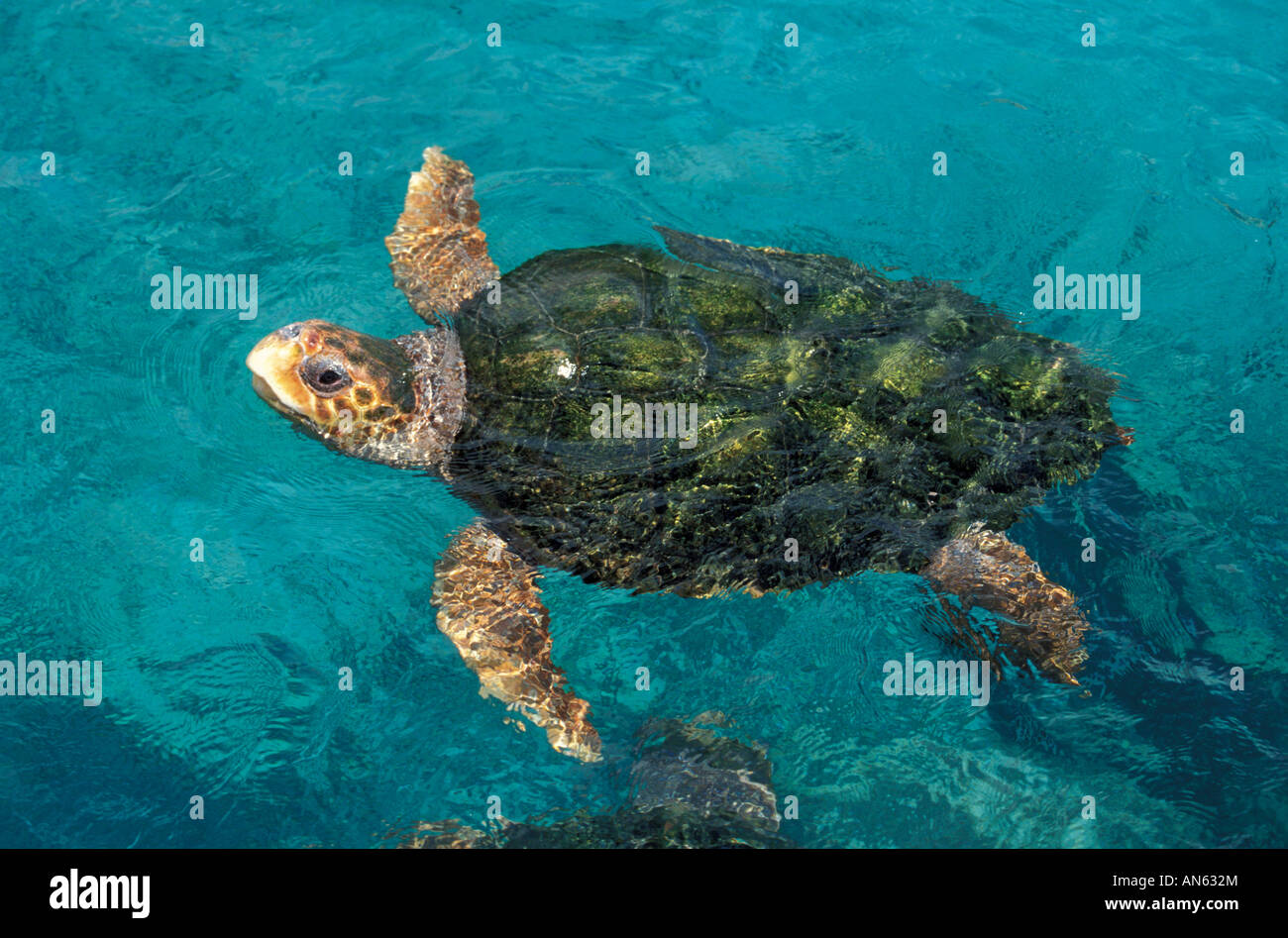 Hawksbill Sea Turtle Eretmochelys imbricata Curacoa Seaquarium CURACOA DUTCH WEST INDIES Foto Stock