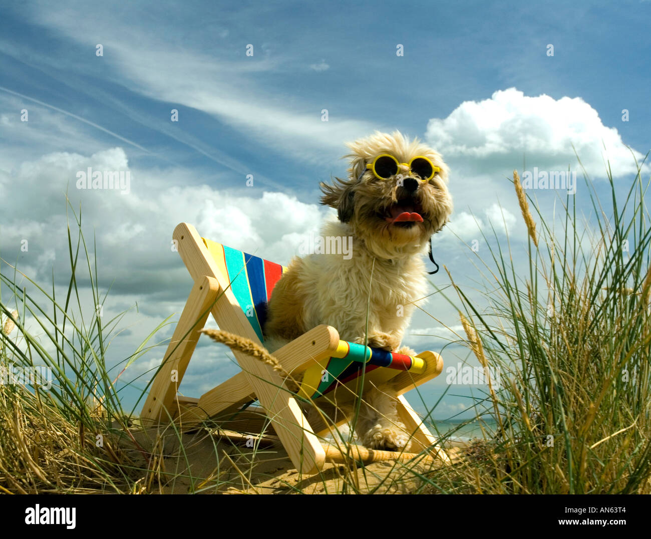 Toby Schitzu Shih Tzu cane in sedia a sdraio e occhiali da sole Camber Sands East Sussex Regno Unito Regno Unito Inghilterra Foto Stock