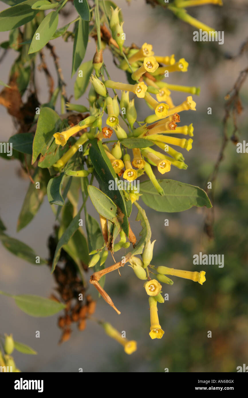 Dei Fiori di senape albero o albero di aka di tabacco albero brasiliano tabacco Nicotiana glauca Corralejo Parco Nazionale di Fuerteventura Foto Stock