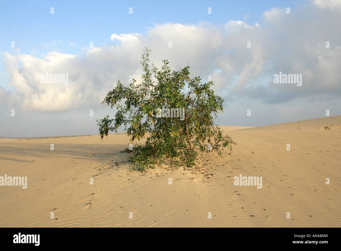 Albero di senape o di tabacco ad albero aka albero brasiliano tabacco Nicotiana glauca Corralejo Parco Nazionale di Fuerteventura Isole Canarie Foto Stock