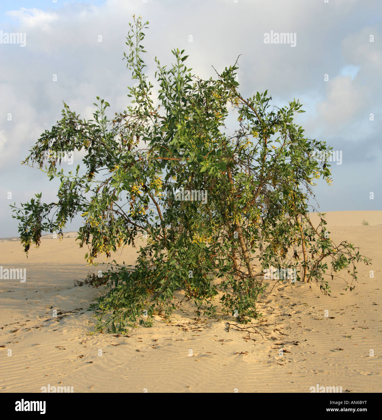 Albero di senape o di tabacco ad albero aka albero brasiliano tabacco Nicotiana glauca Corralejo Parco Nazionale di Fuerteventura Isole Canarie Foto Stock