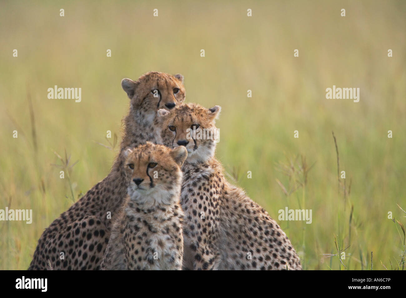 Ghepardo (Acinonyx jubatus) , madre con i cuccioli, il Masai Mara, Kenya Foto Stock