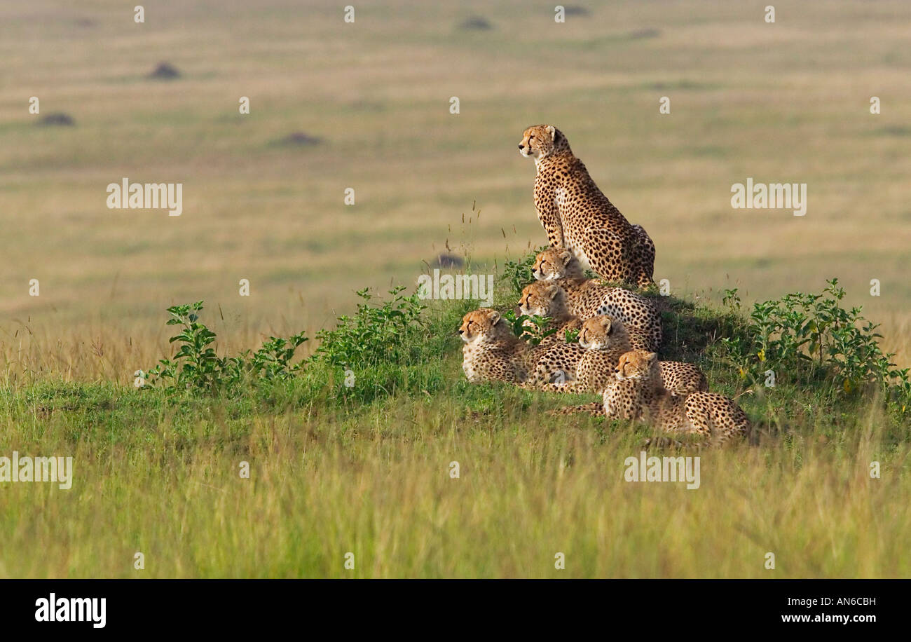 Ghepardo (Acinonyx jubatus) madre con i cuccioli, nell'erba, il Masai Mara, Kenya Foto Stock