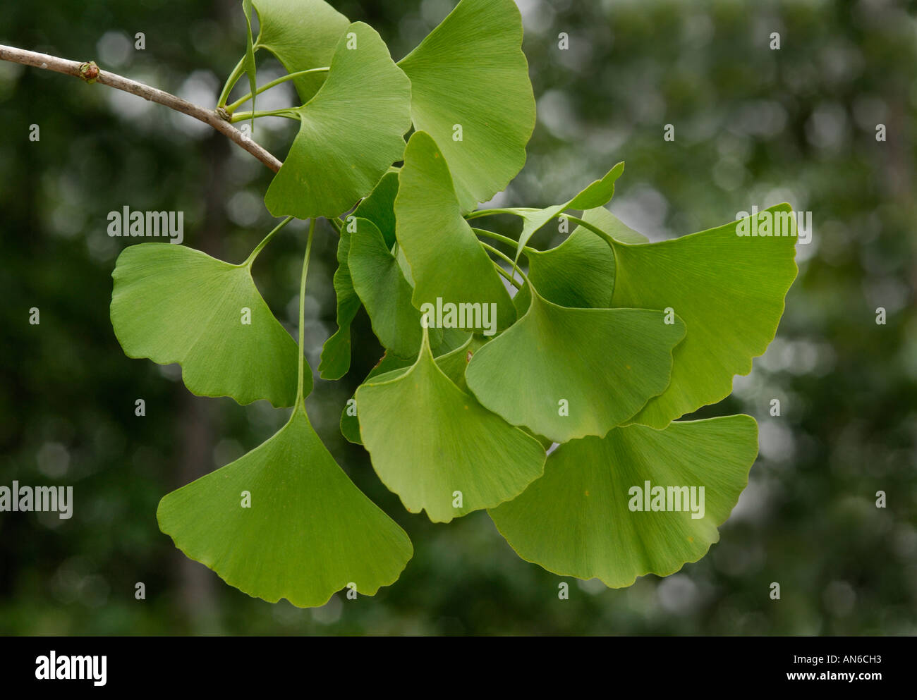 Foglie di Ginkgo biloba Foto Stock