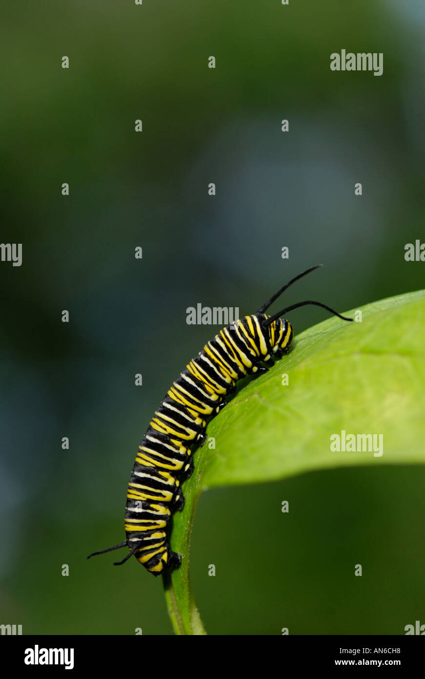 Farfalla monarca, Danaus plexippus, caterpillar su un milkweed, Asclepias sp., leaf Foto Stock
