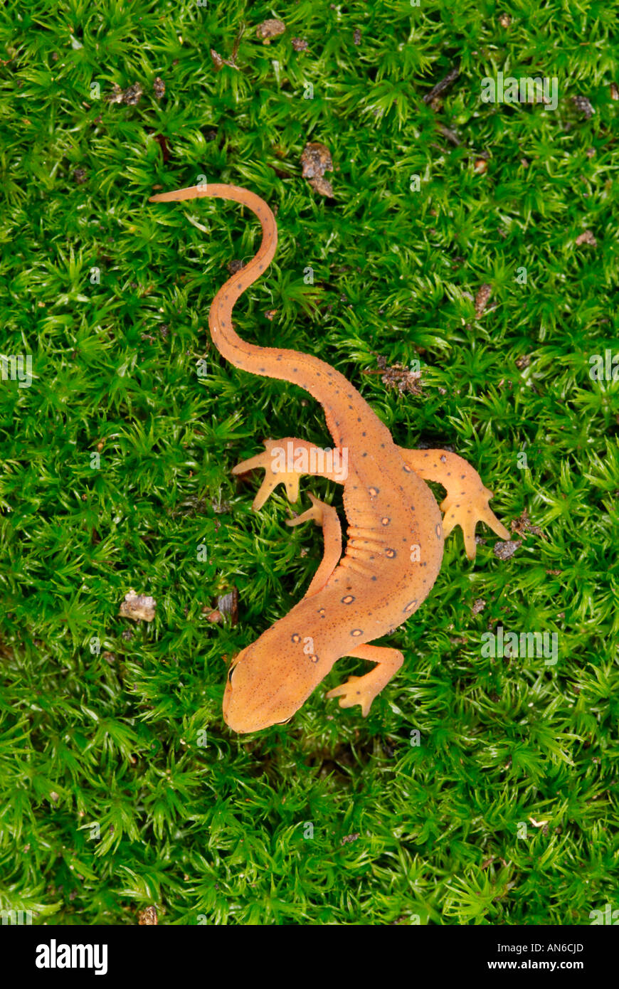 Orientale (o 'red-spotted') newt Notophthalmus viridescens capretti in rosso eft stage Foto Stock