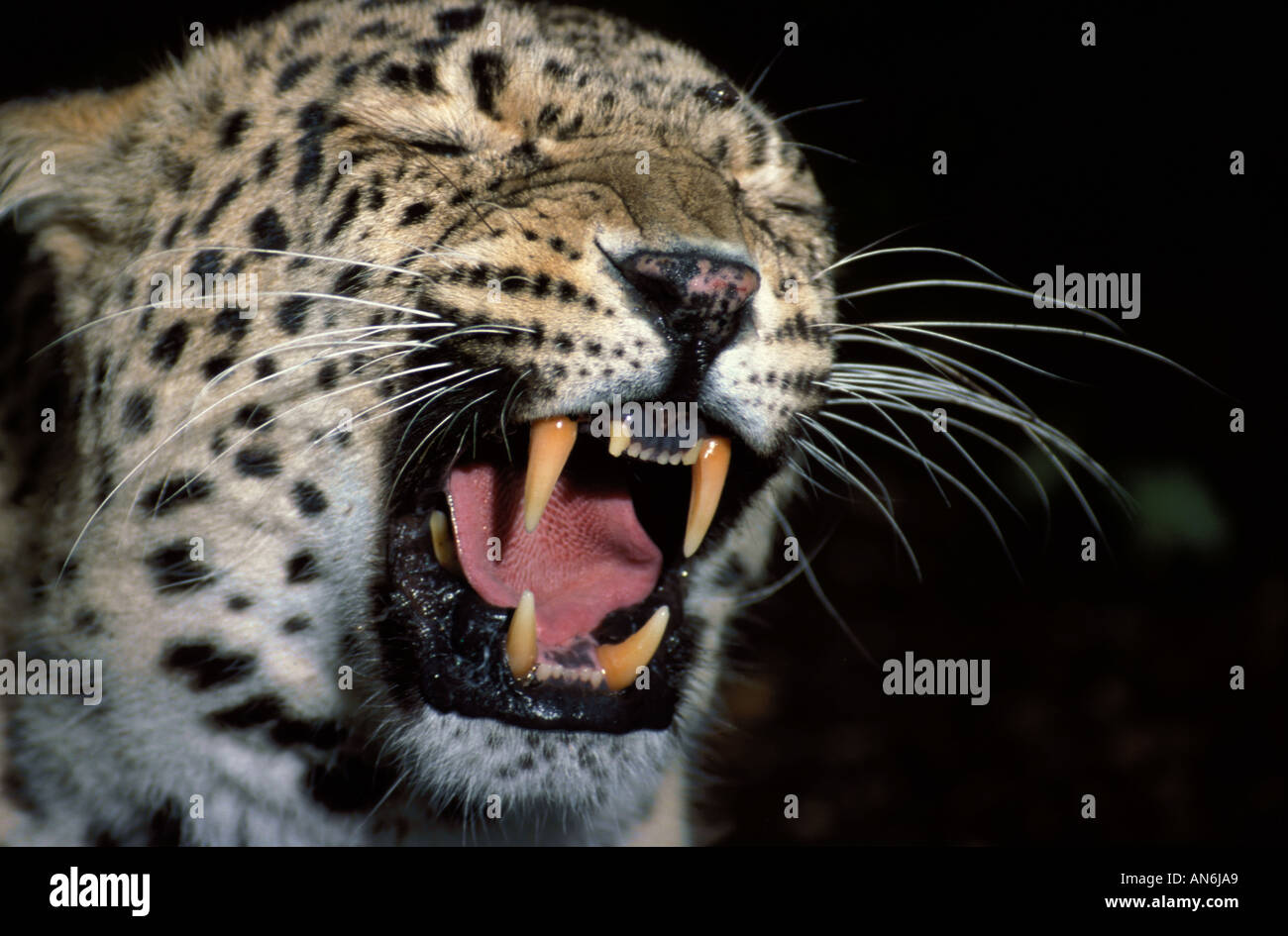 Amur leopard Panthera pardus orientalis Russia Foto Stock