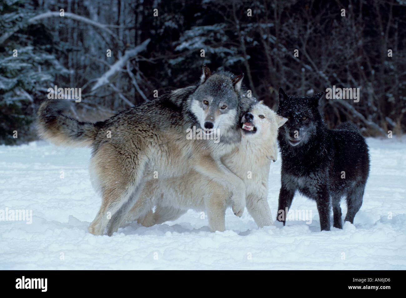 Legname o Lupo Canis lupus Minnesota USA Foto Stock