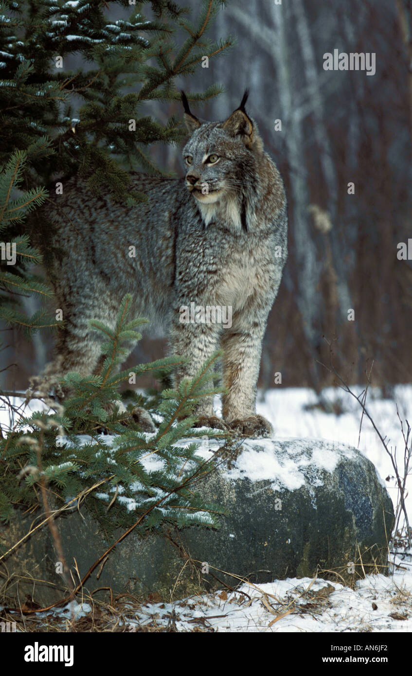 Lynx Lynx lynx in inverno la neve si nasconde dietro fur tree Minnesota USA Foto Stock