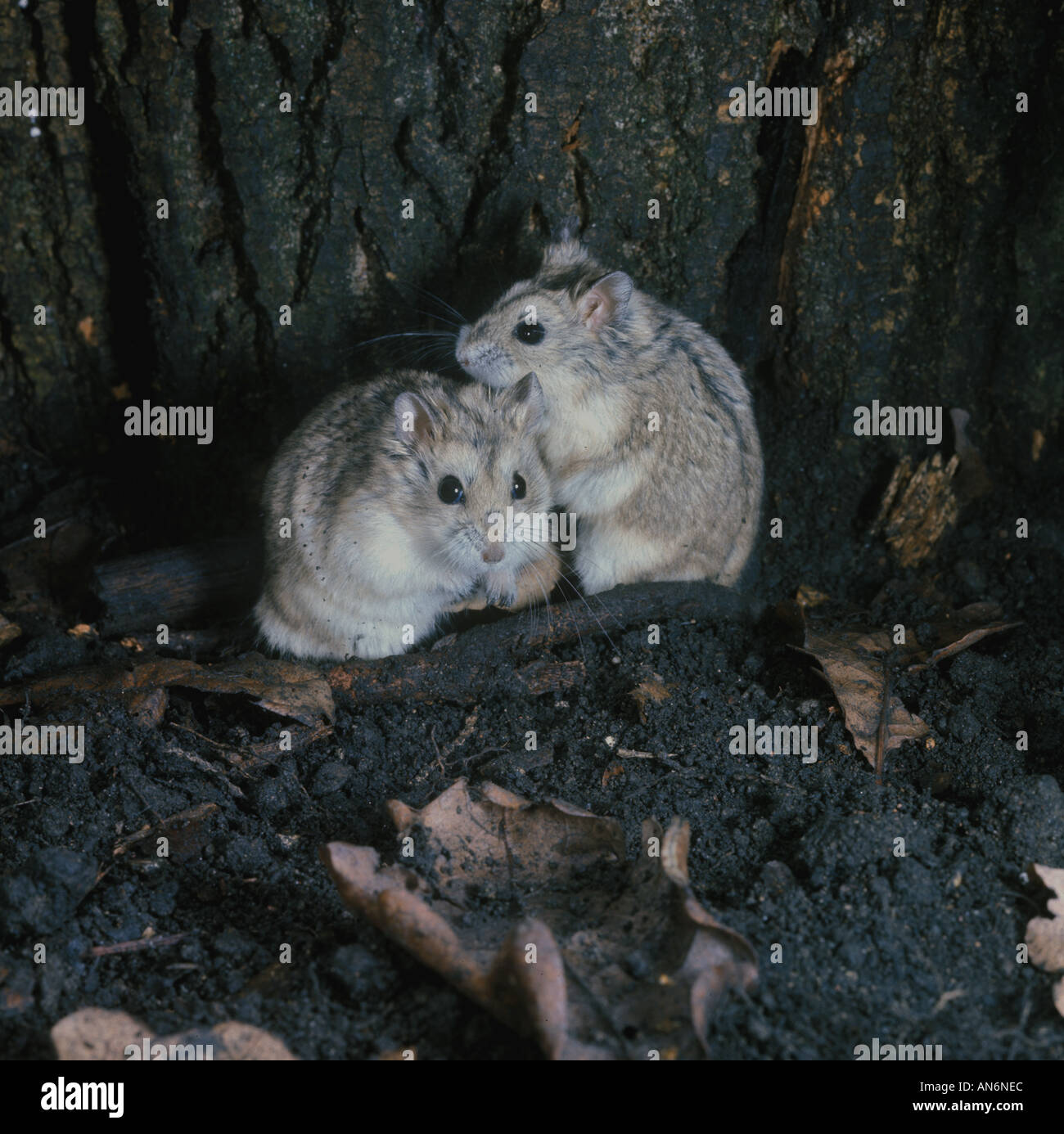 Il russo Hairy footed Hamster Phodopus sungorus due alla base della struttura ad albero Foto Stock