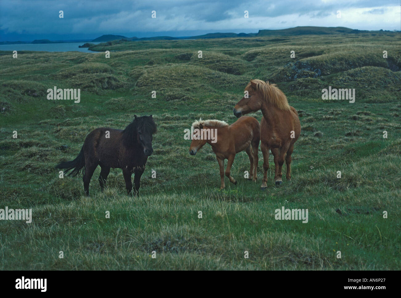 Pony cavallo islandese di tre piedi su erba Foto Stock