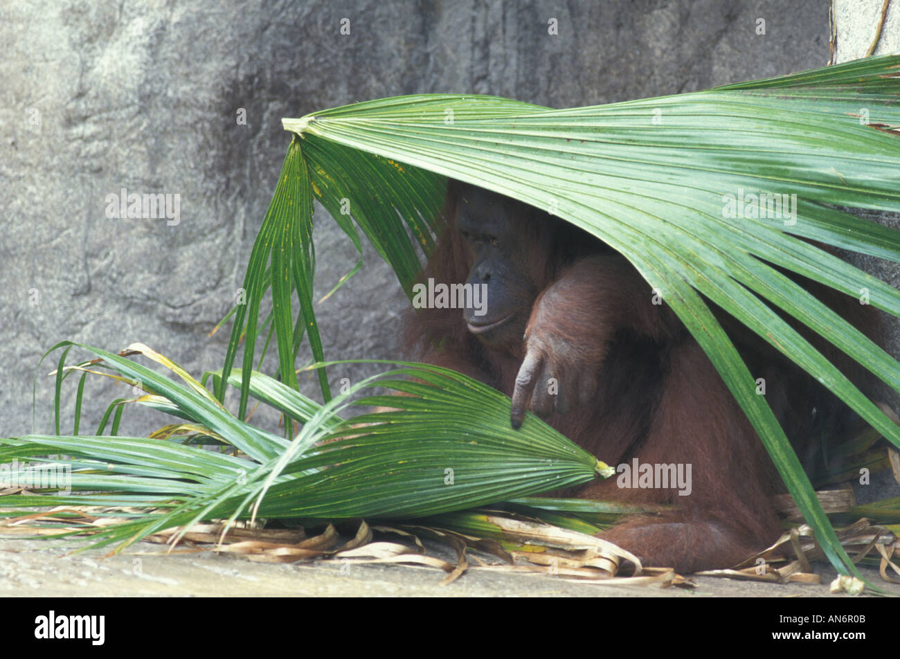 Orang Utang Pongo pygmaeus rifugiandosi sotto foglie di palmo Foto Stock