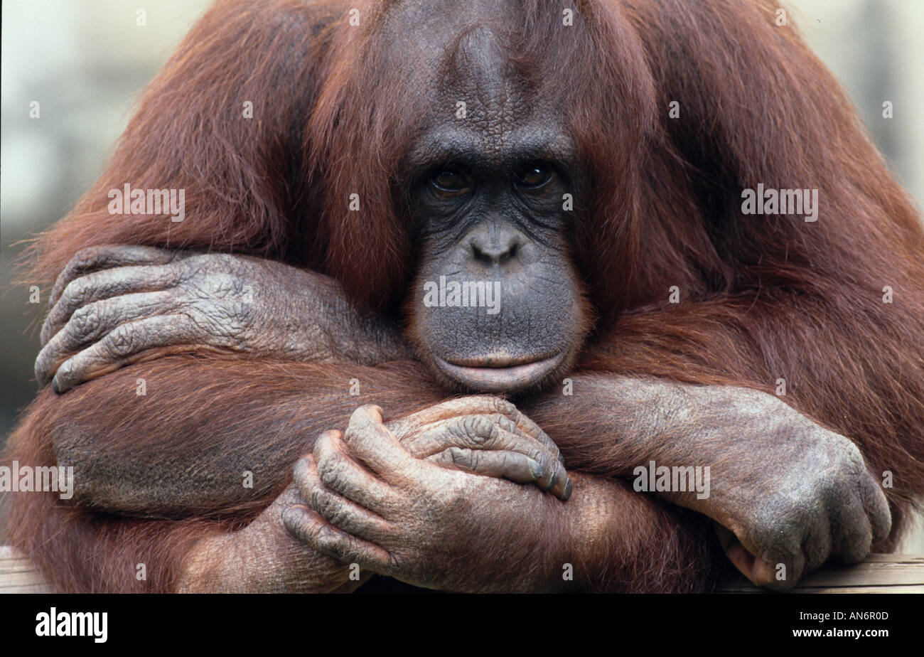 Orang Utang Pongo pygmaeus tutte le mani femmina Foto Stock