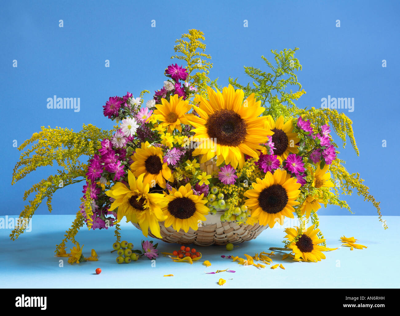 Studio disposti colorati mazzo bouquet di girasoli giallo in un cesto su un pastello sfondo blu Foto Stock