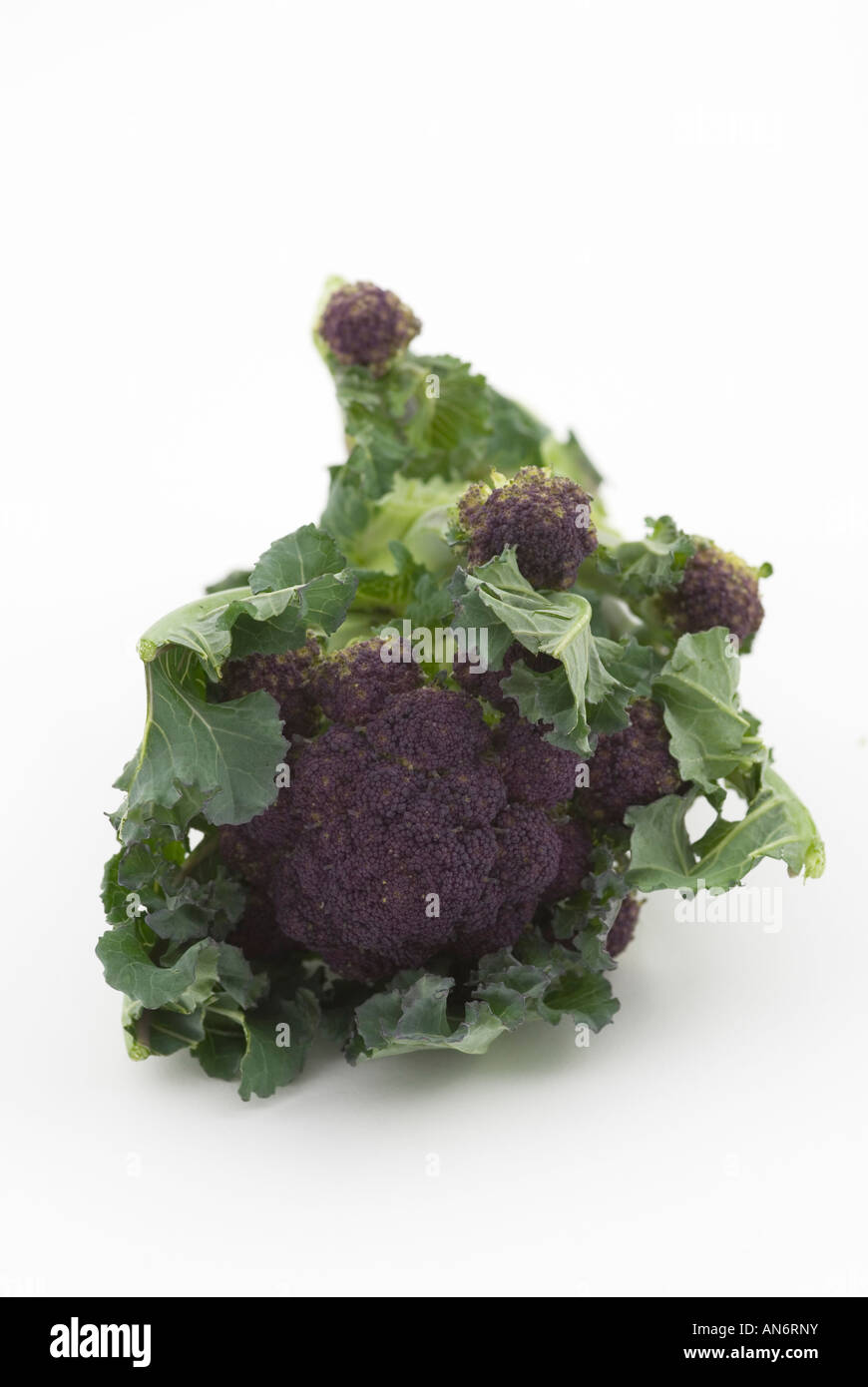 Brassica oleracea var italica viola broccoletti Foto Stock