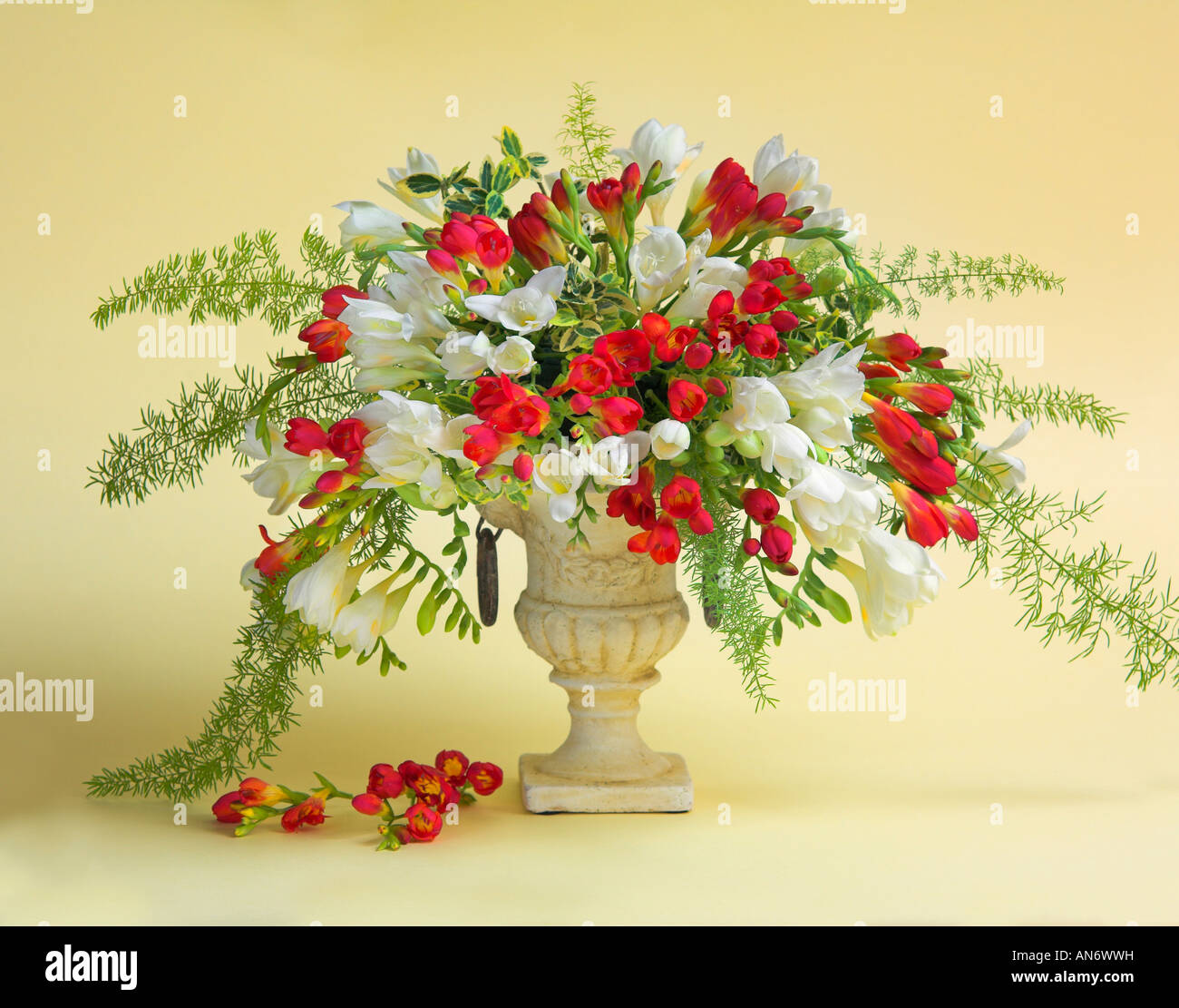Studio disposti mazzetto bouquet di bianco e rosso fresia fiori in un vaso su un pastello Giallo sullo sfondo Foto Stock