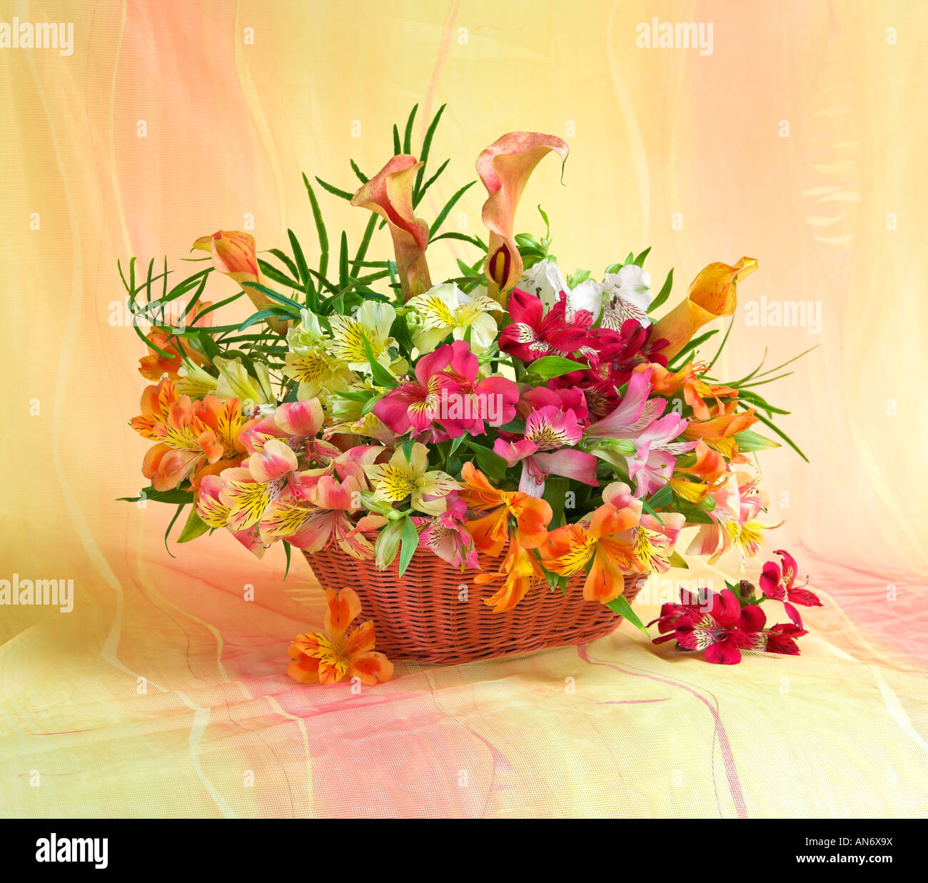Studio disposti colorati mazzo bouquet di fioritura giallo fresia fiori nel cesto su uno sfondo color pastello Foto Stock