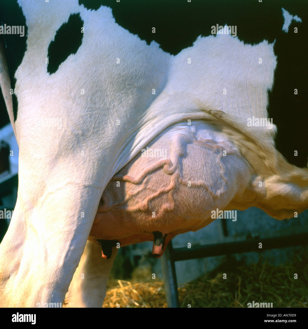 Vista dettagliata del rigonfiamento vene sul vacca da latte presso il Royal Welsh Show Builth Wells Powys Wales UK KATHY DEWITT Foto Stock