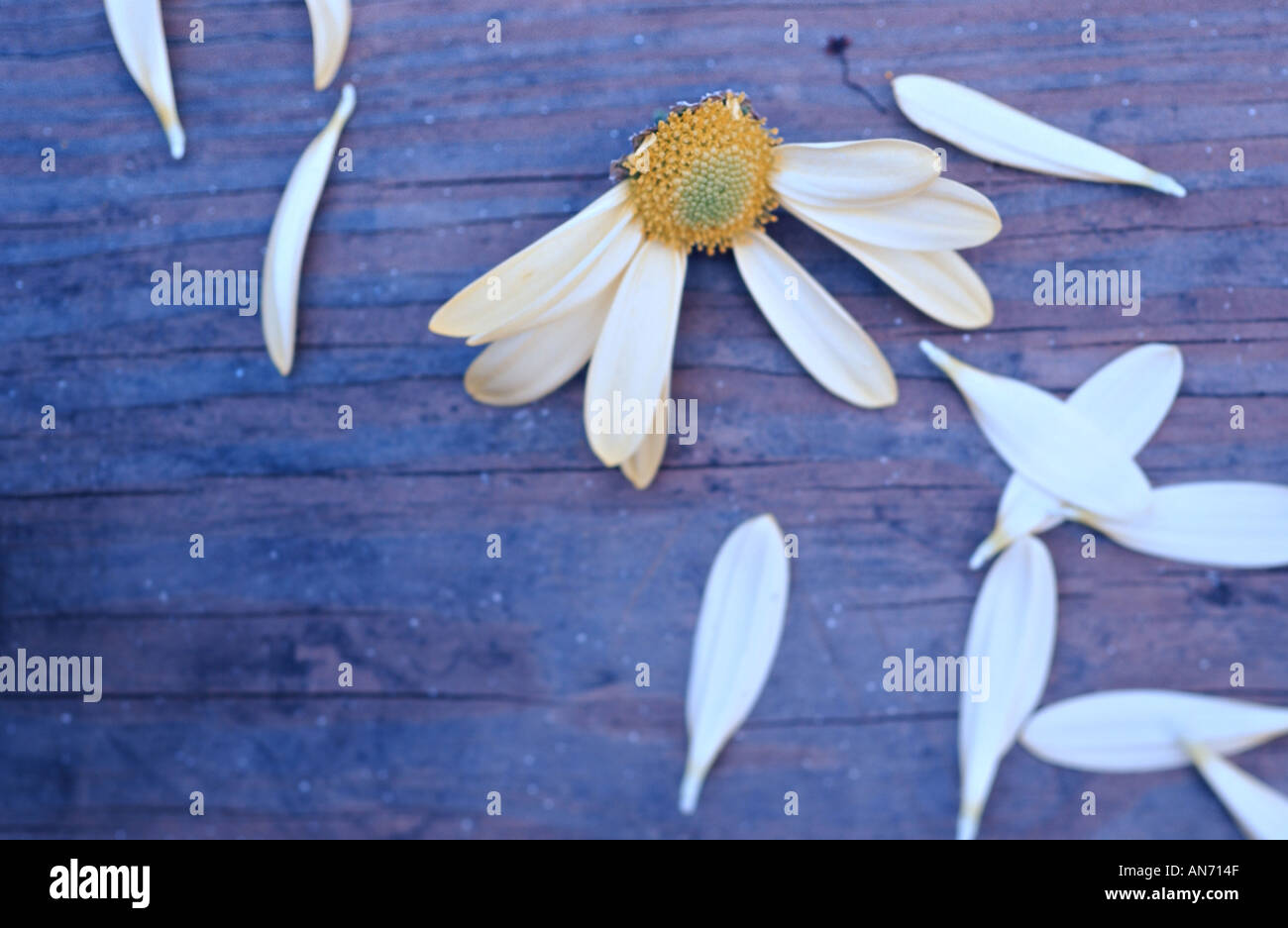 Petali di fiore strappato daisy su un tavolo di legno. "Egli mi ama, non mi ama' concetto. Foto Stock