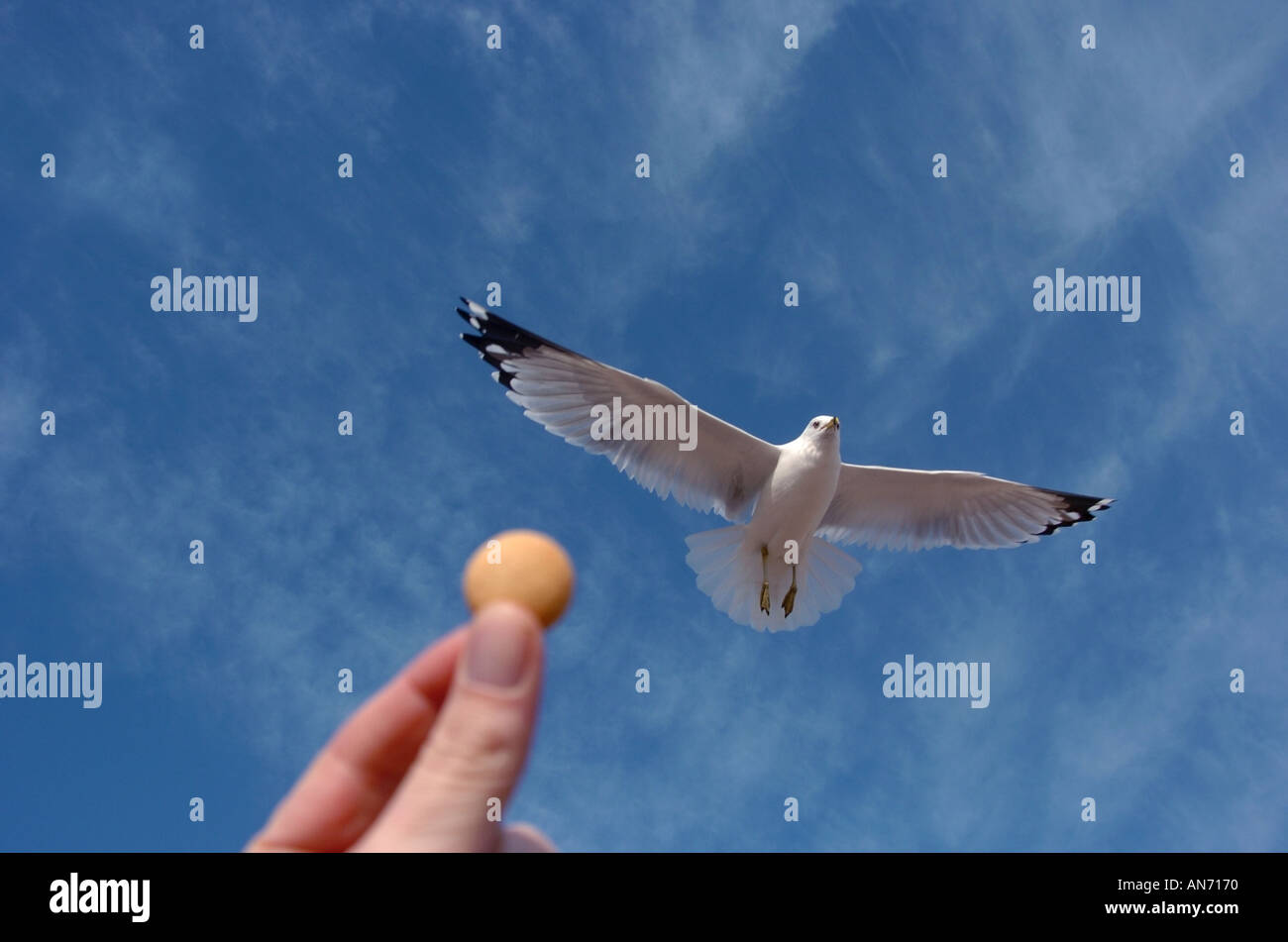 Sea bird seagull volando sopra la mano azienda snack Foto Stock