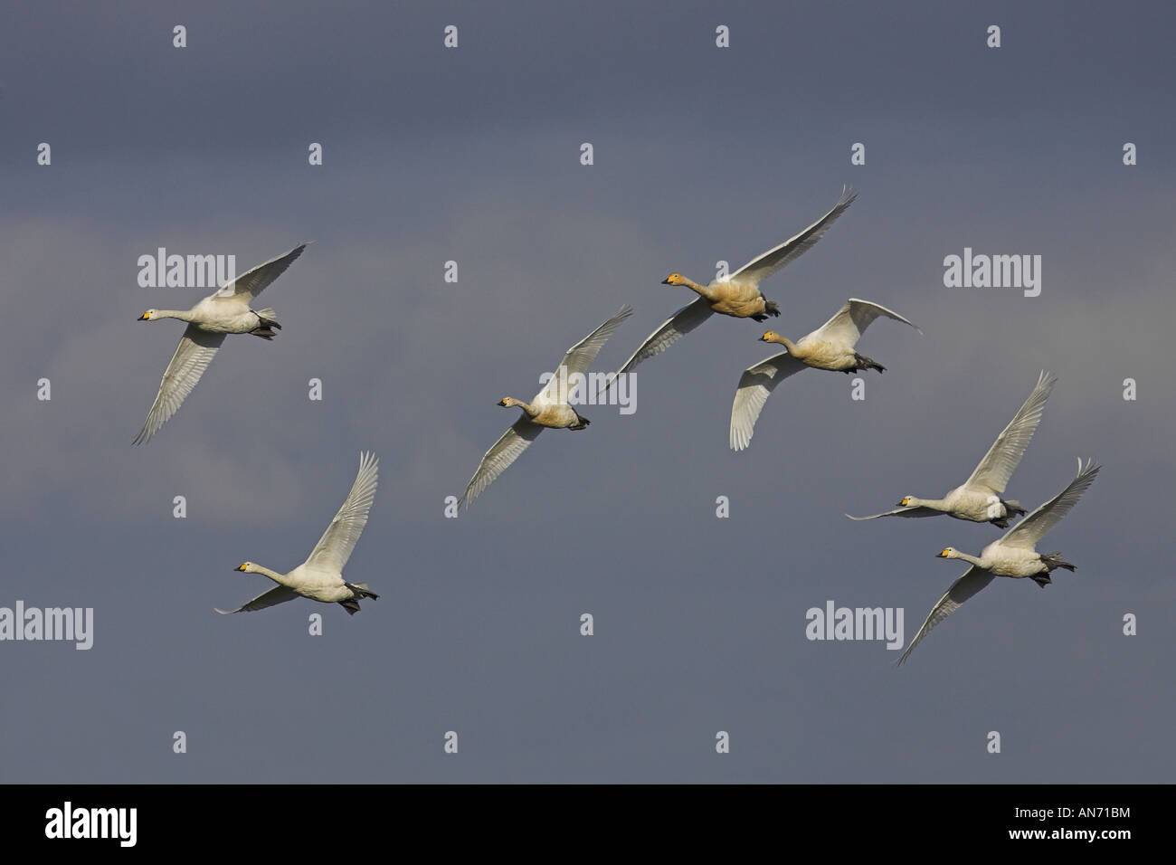 Gregge di Whooper cigni (Cygnus cygnus) e Bewick's cigni (Cygnus columbianus) in volo, Cambridgeshire, Inghilterra Foto Stock
