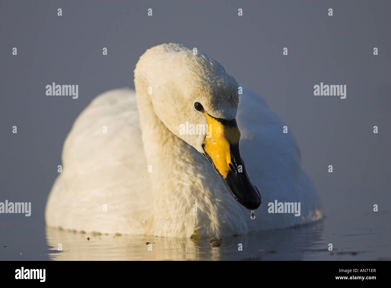 Adulto Whooper Swan Cygnus cygnus Welney Norfolk Inghilterra, Regno Unito Foto Stock