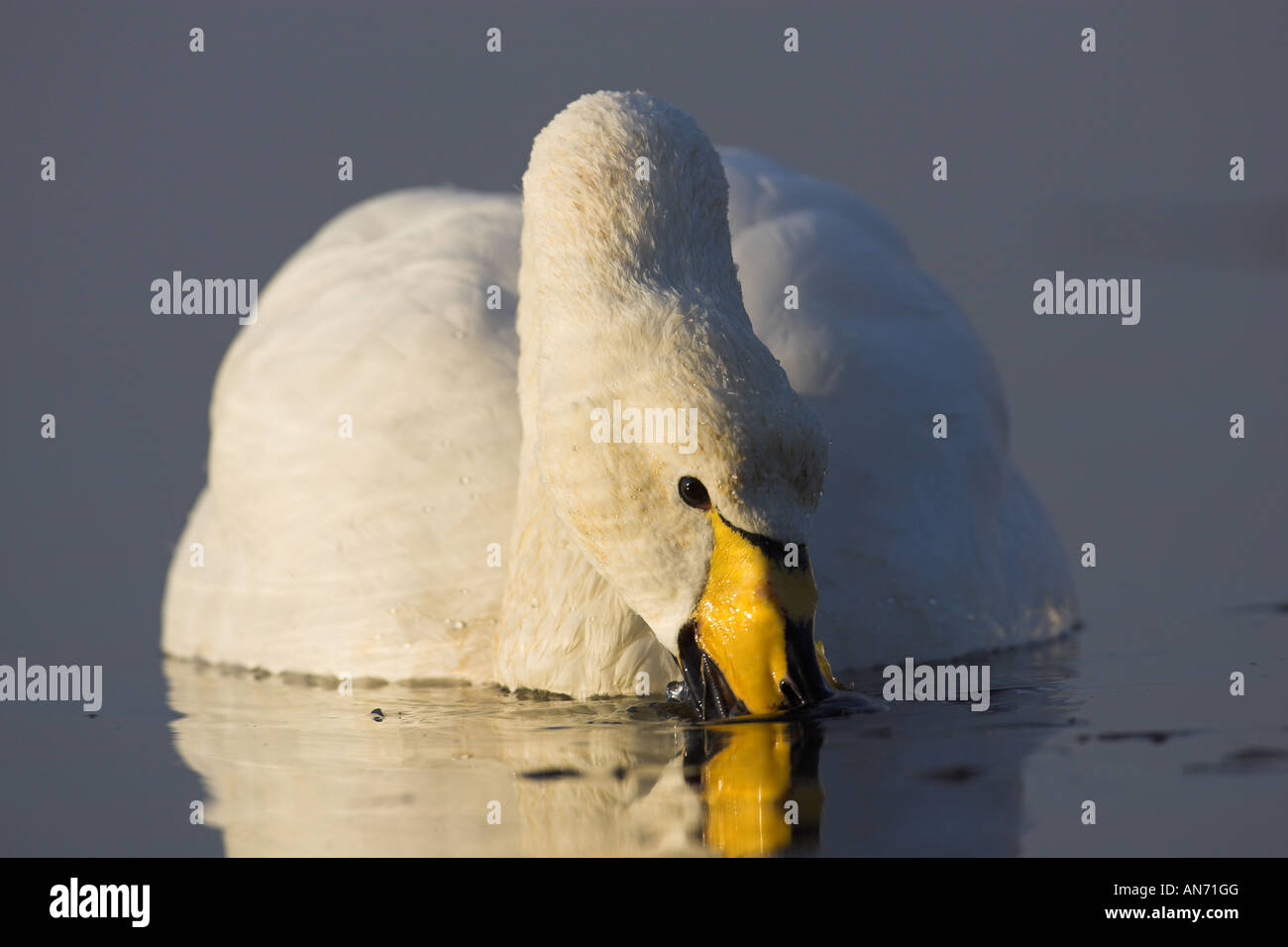 Adulto Whooper Swan Cygnus cygnus Welney Norfolk Inghilterra, Regno Unito Foto Stock