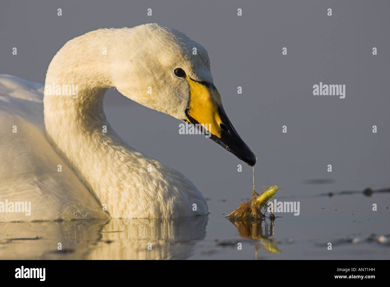 Adulto Whooper Swan Cygnus cygnus Welney Norfolk Inghilterra, Regno Unito Foto Stock