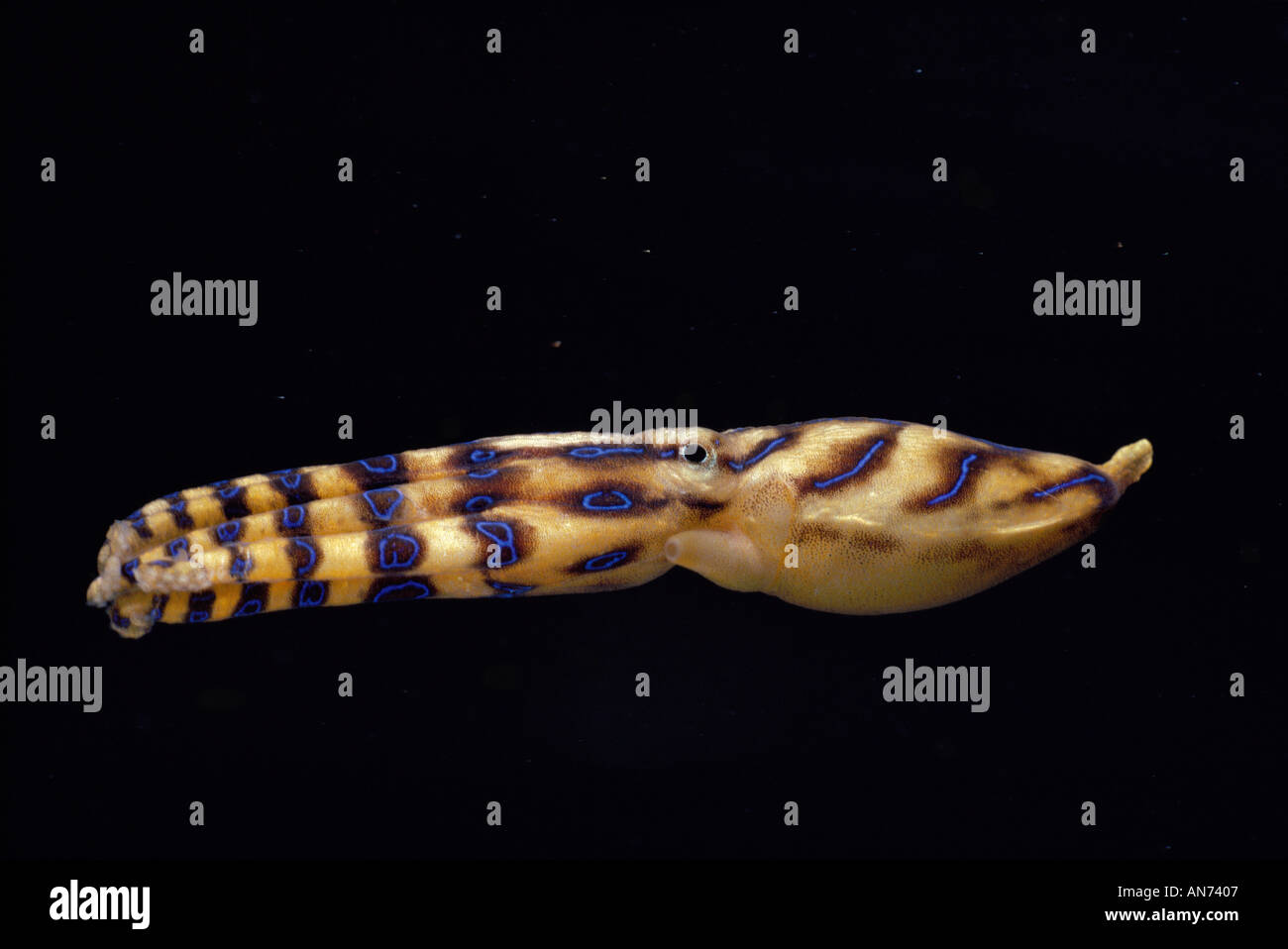 Blu velenose inanellato Octopus nuoto di notte Foto Stock