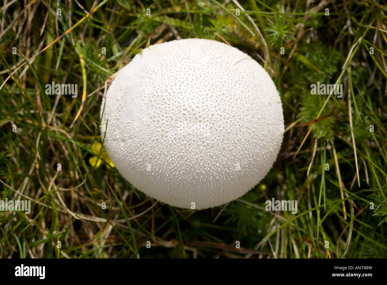 Un fungo Puffball (Lycoperdon perlatum) in un prato (Francia). Vesse de loup (Lycoperdon perlatum) dans un pré (Francia). Foto Stock