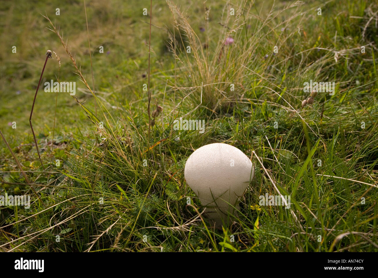 Un fungo Puffball (Lycoperdon perlatum) in un prato (Francia). Vesse de loup (Lycoperdon perlatum) dans un pré (Francia). Foto Stock