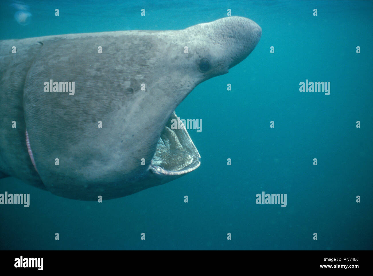 Viso e Testa di squalo elefante di alimentazione del filtro di plancton Foto Stock