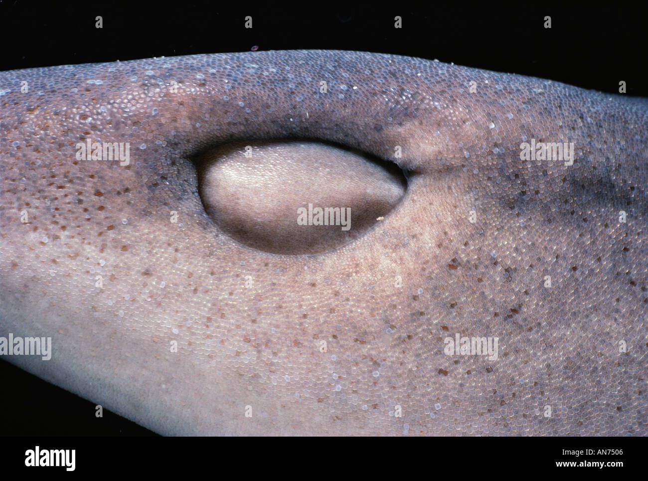Gli occhi e la pelle di Whitetip Reef Shark Foto Stock